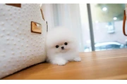 Pomerania en venta en Arlington VA
