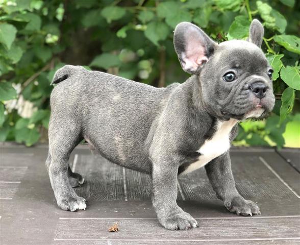 $520 : Blue French Bulldog For Sale image 2
