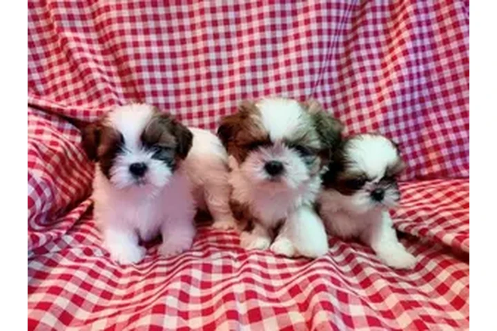 $400 : Shih Tzu puppies ready now image 1
