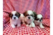 Shih Tzu puppies ready now en Arlington TX