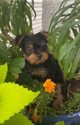 $500 : Yorkie puppies for sale image 1
