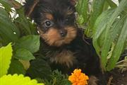 $500 : Yorkie puppies for sale thumbnail