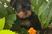 Yorkie puppies for sale en Vermont
