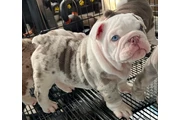 Cachorros de Bulldog Inglés en Indianapolis