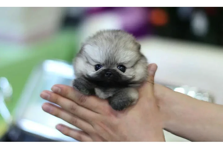 $350 : Micro Pomerania image 2