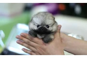 $350 : Micro Pomerania thumbnail