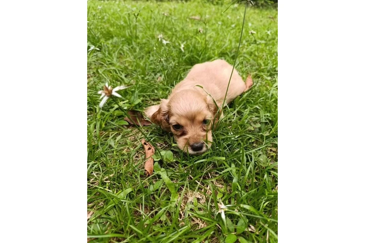 ADOPCION DE CACHORROS image 2
