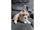 $550 : Puppie female thumbnail