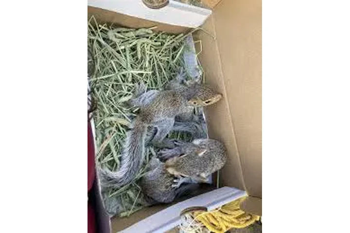 $300 : ardillas y monos en adopción image 3