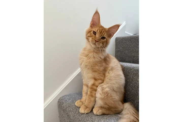 Pedigree Mainecoon kittens image 1