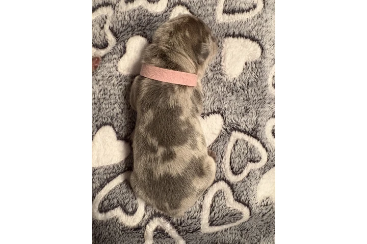 $1600 : Beautiful French Bulldog Pupps image 5