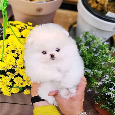 $300 : Pomeranian puppies image 3