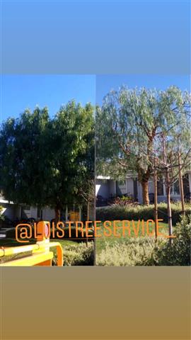 Luis Tree Service image 5