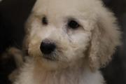 2 Majestic Toy Poodle Puppies thumbnail