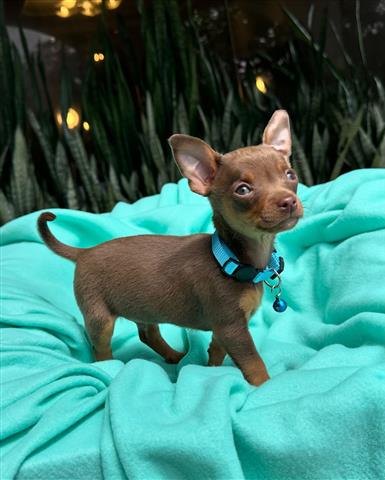 $350 : 🤗🐶 Cachorrito Chihuahua image 2