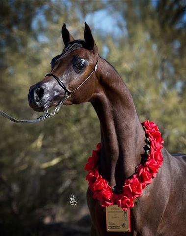 $6000 : Caballo árabe de 6 años image 2