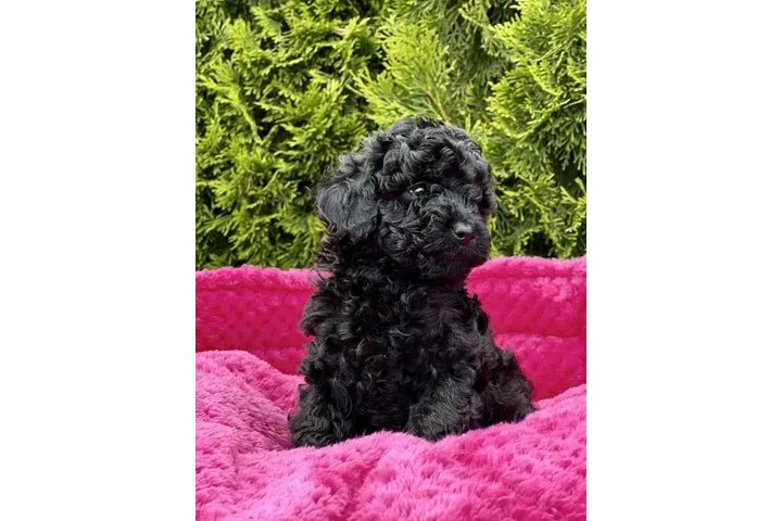 $300 : poodle's hembra blanca image 1