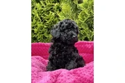 poodle's hembra blanca en Union City