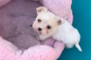 $500 : where can, i buy yorkie puppy; thumbnail