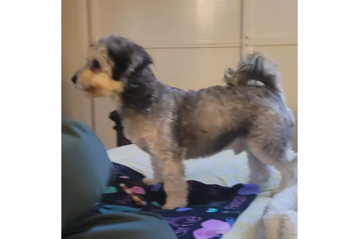 $1 : Se dan adopción mach y hembra image 3