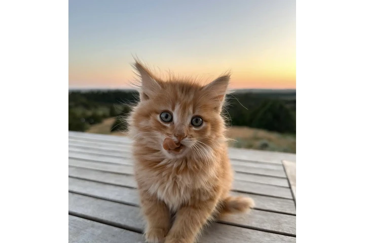 $355 : Two Maine coon kitten ready image 1