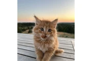 Two Maine coon kitten ready en Miami
