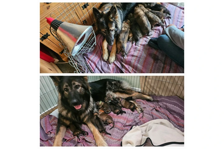 $570 : German Shepherd cute and inqui image 6