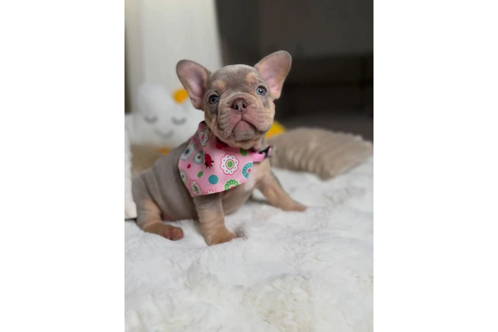 $500 : New shade Isabella tan fluffy image 1