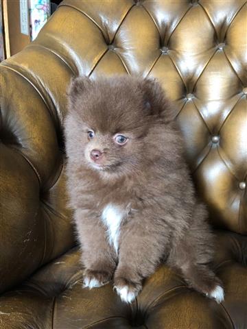 $400 : chocolate Lovely Pomeranian image 3