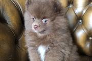 $400 : chocolate Lovely Pomeranian thumbnail