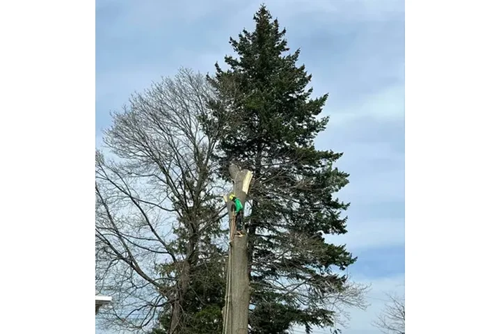 Tree service image 4