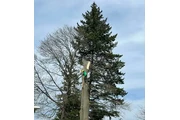 Tree service thumbnail