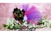 $2300 : Adorable Yorkie thumbnail