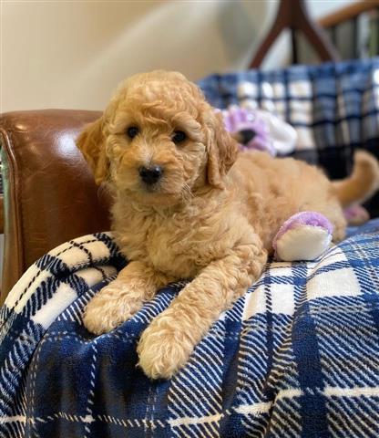 $240 : Goldendoodles Puppies For Sale image 2