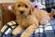 $240 : Goldendoodles Puppies For Sale thumbnail
