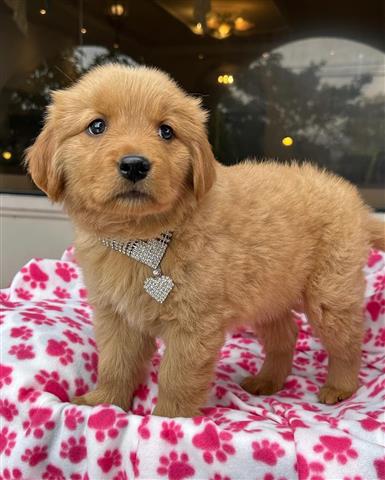 $350 : Cachorrita Golden Retriever image 2