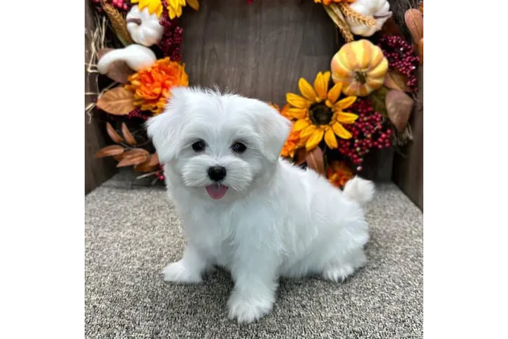 $270 : Female  Maltese puppies image 1