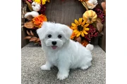Female  Maltese puppies en Sacramento