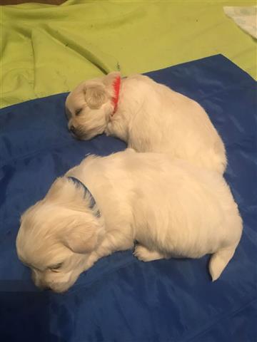 $650 : maltese puppies for rehoming image 1