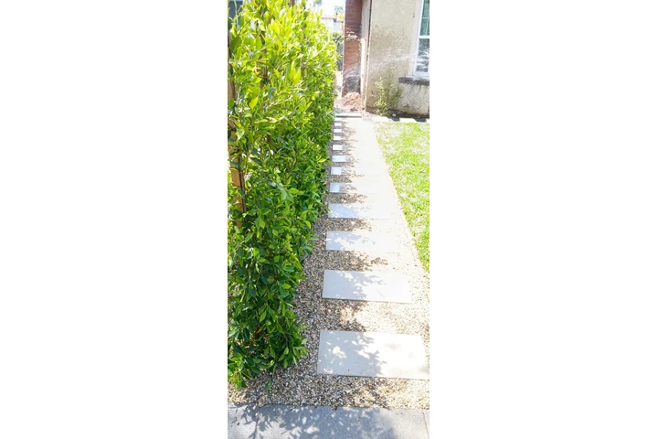 Jardin y mucho mas image 6