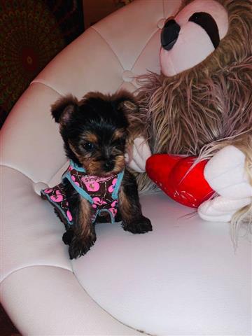 $800 : good t cup Yorkie +13157912128 image 1