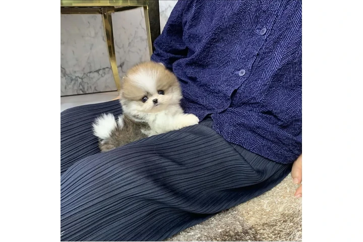 Pomerania en venta image 2