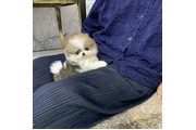 Pomerania en venta thumbnail