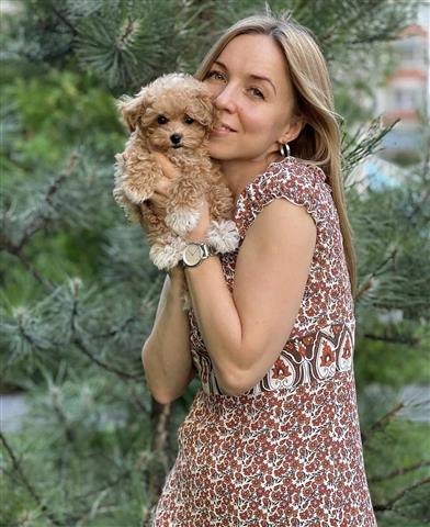 $700 : Hypoallergenic Maltipoo Pups image 4