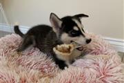 Siberian Husky puppies fo Sale en Minneapolis y Saint Paul