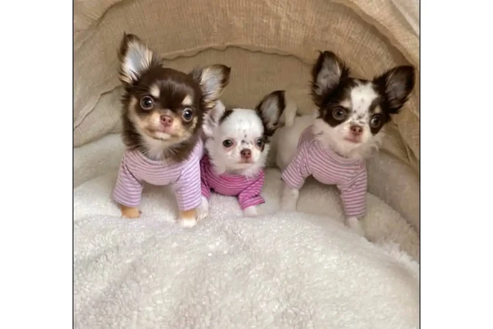 $350 : Chihuahua taza de té image 1