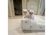 Cachorros Chihuahua en Los Angeles