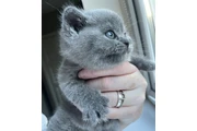 British shorthair available