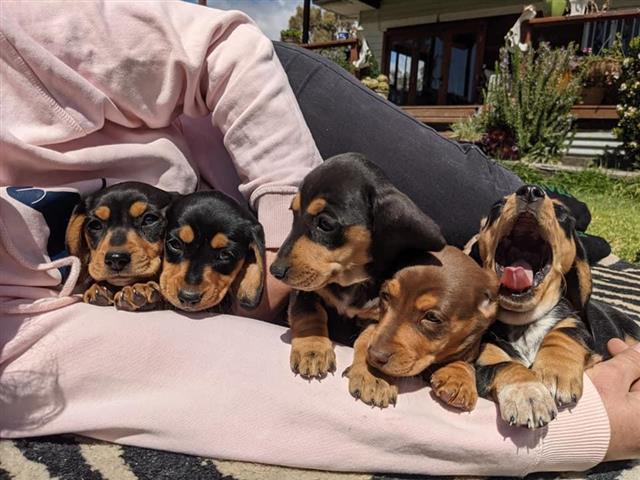 $400 : peter  dachshund puppies image 1