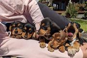 $400 : peter  dachshund puppies thumbnail